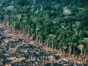 deforested forest image